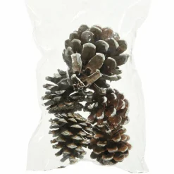 Lot de 5 pommes de pin Pinus nigra enneigées Naturel